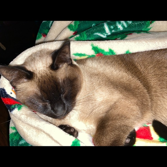 Meet your Posher, Angel - Picture 1 of 1